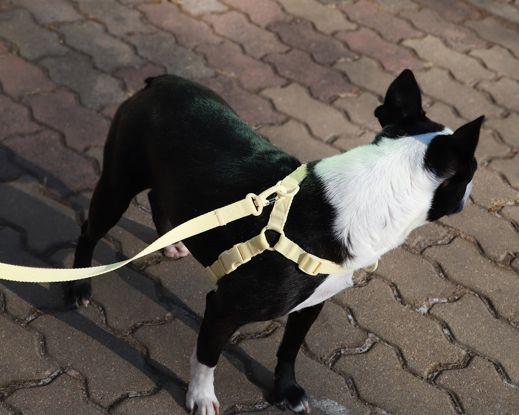 Macaron Comfort Harness . Lemon