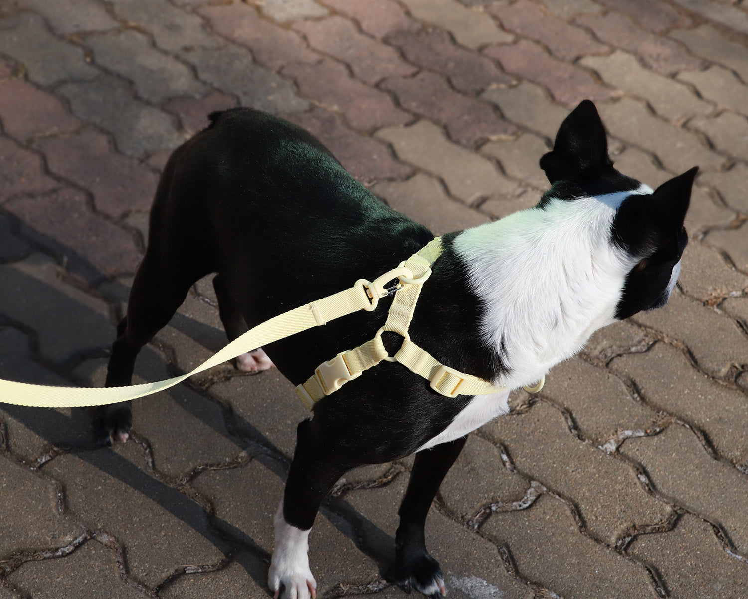 Macaron Comfort Harness . Lemon