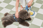 Smile Edition . Blue . Leash